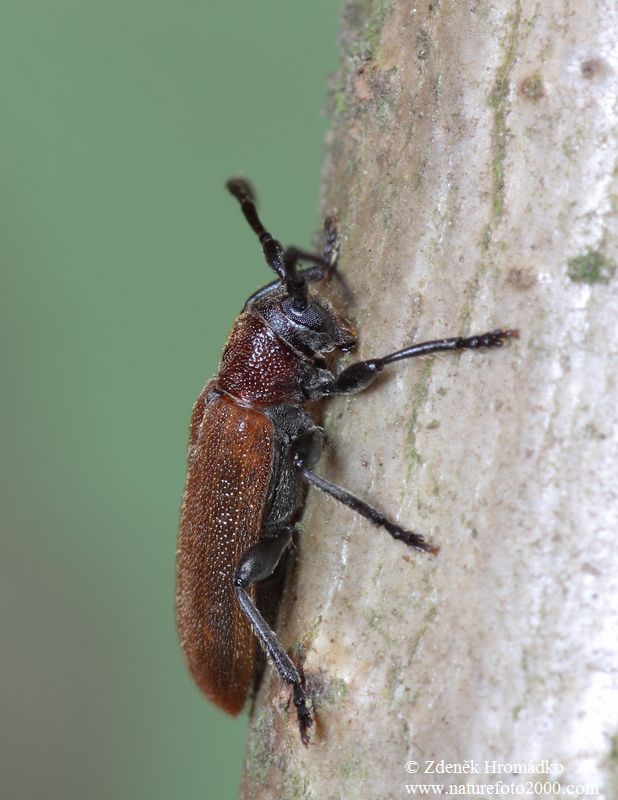 tesařík, Anaesthetis testacea, Cerambycidae (Brouci, Coleoptera)